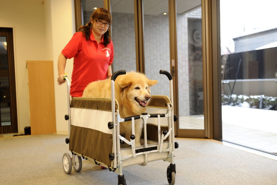 シニア犬のケア・介護の悩みやご相談を承っております。