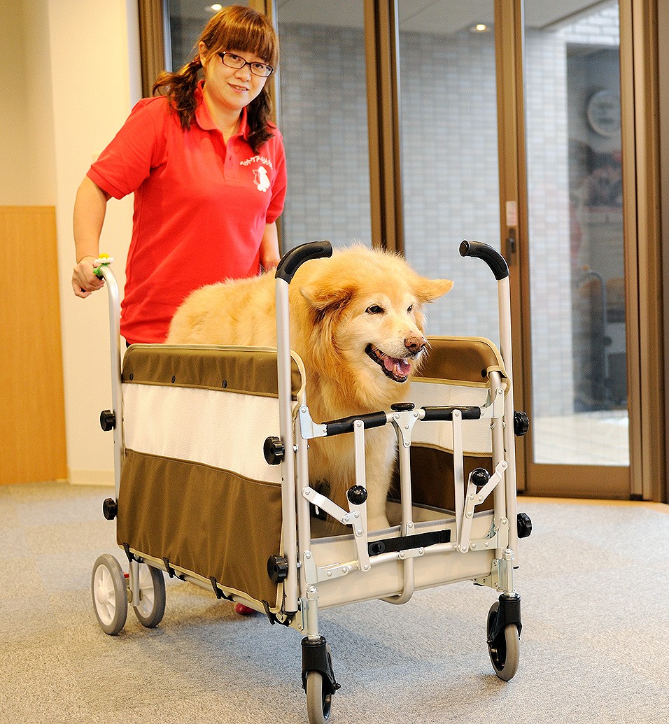 シニア犬のケア・介護の悩みやご相談を承っております。