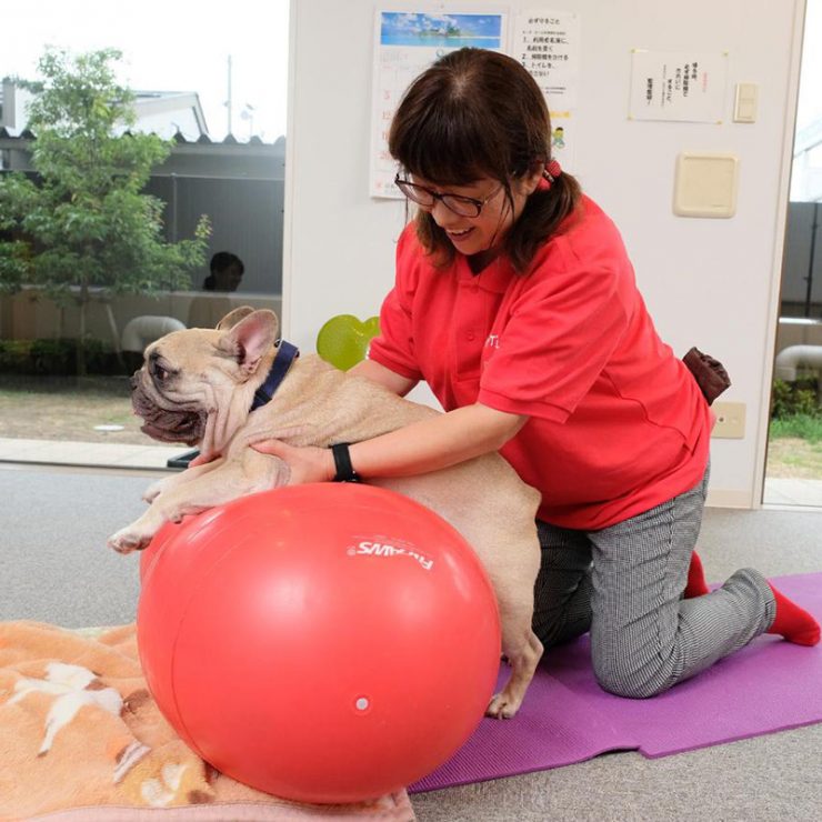 リハビリ（犬）