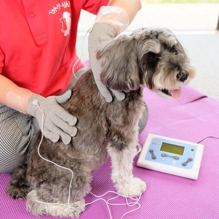 リハビリ（犬）